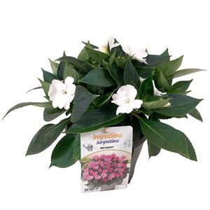 Afbeelding van EJ Impatiens NG P19 sunpatiens Clear White